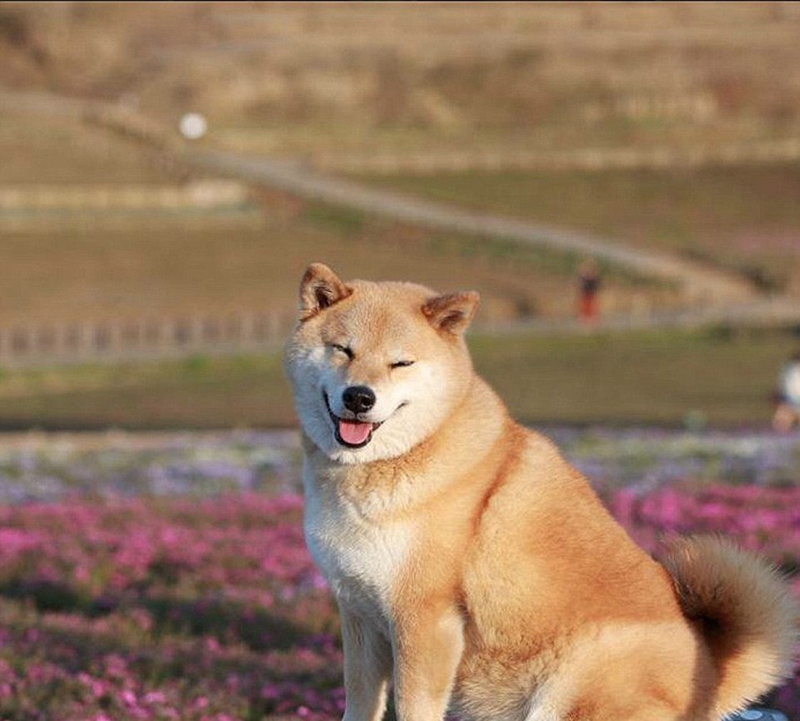 无锡幸福树网 谈天说地 03 东京柴犬maru,每一张照片都面带微笑!